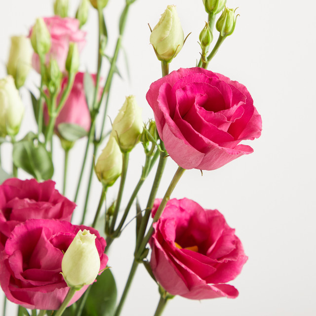 Blume2000 Lisianthus Pink 4 Stiele - Bild 1