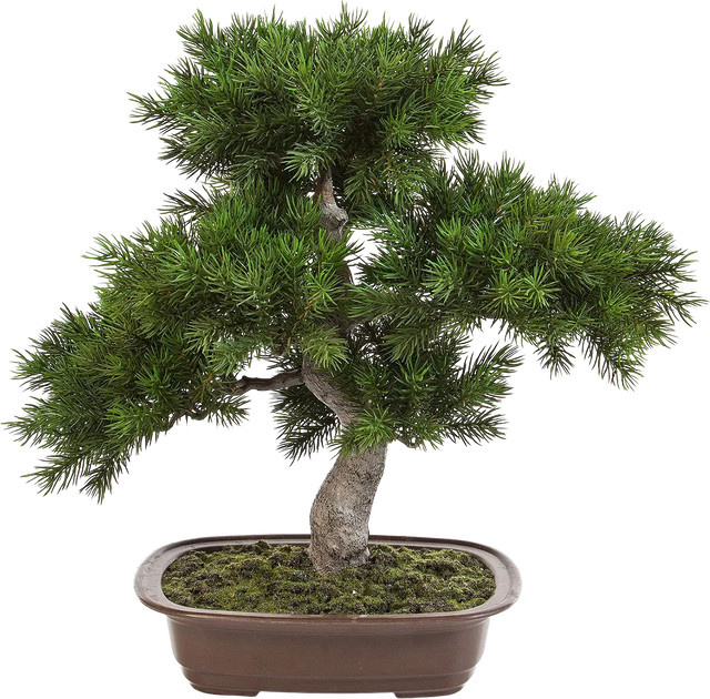 Künstlicher Kiefer-Bonsai Sina von Aplanta, Höhe: 48 cm - Bild 1