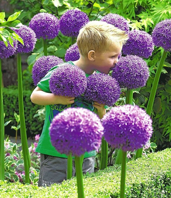 Allium Globemaster Zierlauch für deinen Garten - Bild 1