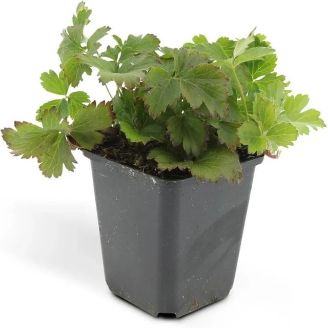 Exotenherz Golderdbeere Waldsteinia Ternata Immergrüner Bodendecker, 6 Pflanzen im 9cm Topf - Bild 1