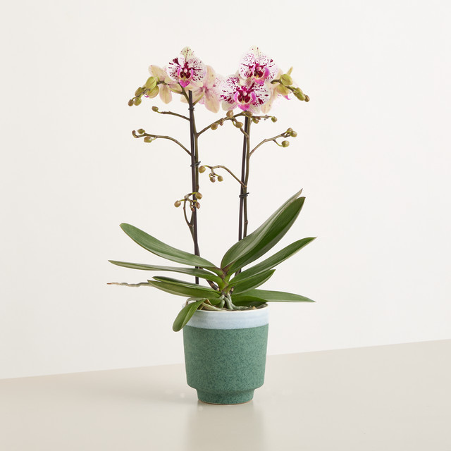 Phalaenopsis Orchidee Pink Stardust von BLUME2000 im Keramik-Übertopf - Bild 1