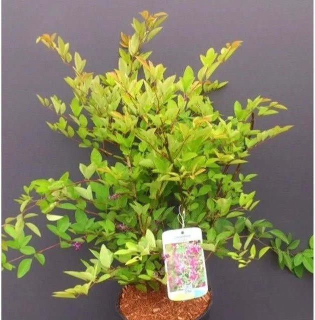 Japanischer Buschklee Lespedeza buergeri Zierstrauch in Grün und Violett, Höhe: 30-40 cm - Bild 1