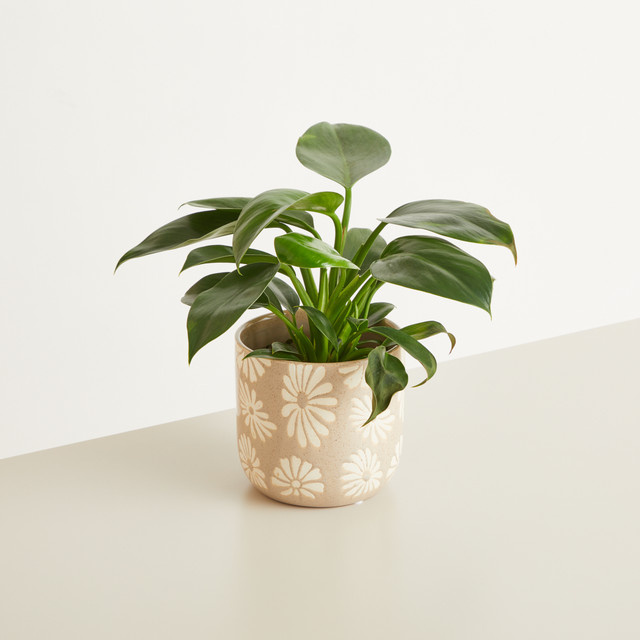 Keramik Übertopf mit Blumenmuster von BLUME2000 in Grau und Beige, Durchmesser: 13 cm - Bild 1