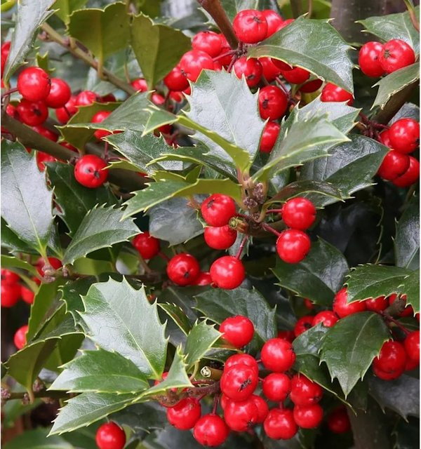 Stechpalme Ilex Heckenfee Ilex meserveae als grüne Heckenpflanze für deinen Garten, Höhe: 60-80 cm - Bild 1