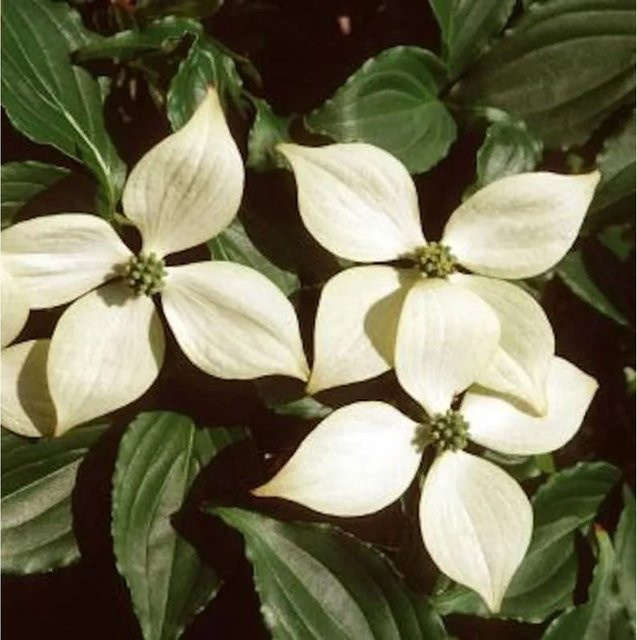 Japanischer Blumen Hartriegel Cornus kousa mit weißen Blüten von Nr-01.de, Höhe: 100-125 cm - Bild 1