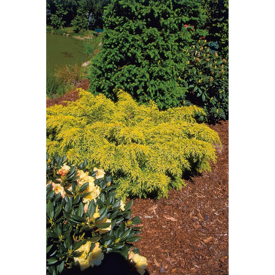 GROW by OBI Chinesischer Wacholder Golden Saucer in 2l Topf - Bild 2