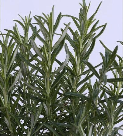 Rosmarin Barbecue Rosmarinus officinalis als grüner Halbstrauch im Topf