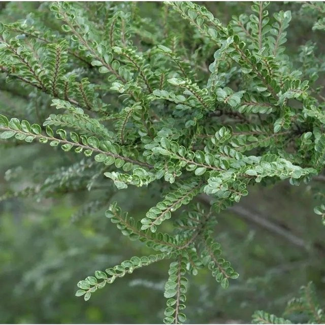 Hochstamm Zwerg Ulme Seiju Ulmus parvifolia von Nr-01.de, Höhe: 50-60 cm - Bild 1