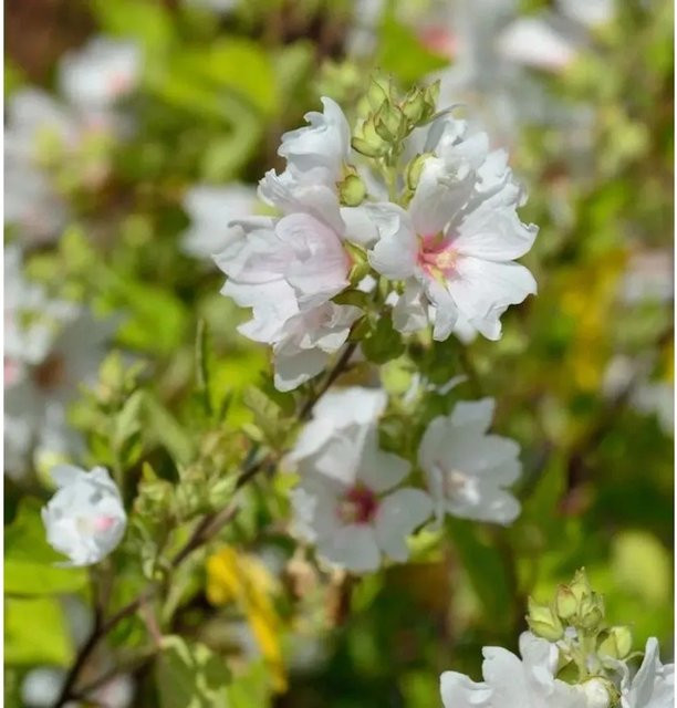 Buschmalve Baby Barnsley Lavatera olbia als Zierstrauch und Schnittblumenpflanze von Nr-01.de - Bild 1