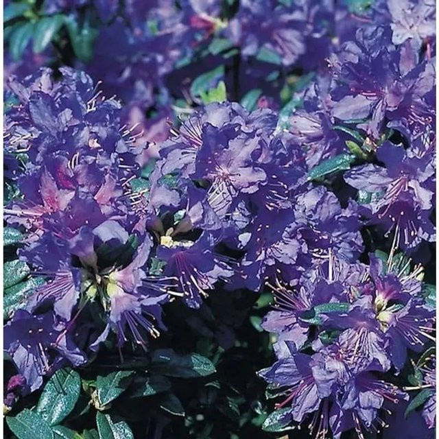 Zwerg Rhododendron Azurwolke Rhododendron russatum in Lila von Nr-01.de - Bild 1