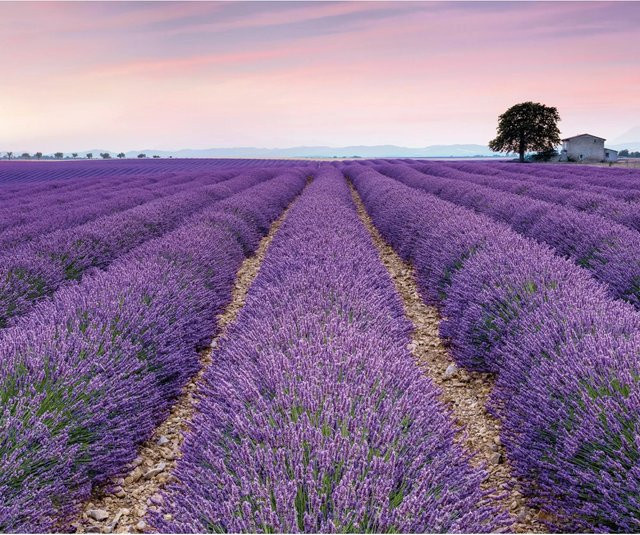 Komar Fototapete Vlies Provence B: 300 cm, H: 250 cm - Bild 1