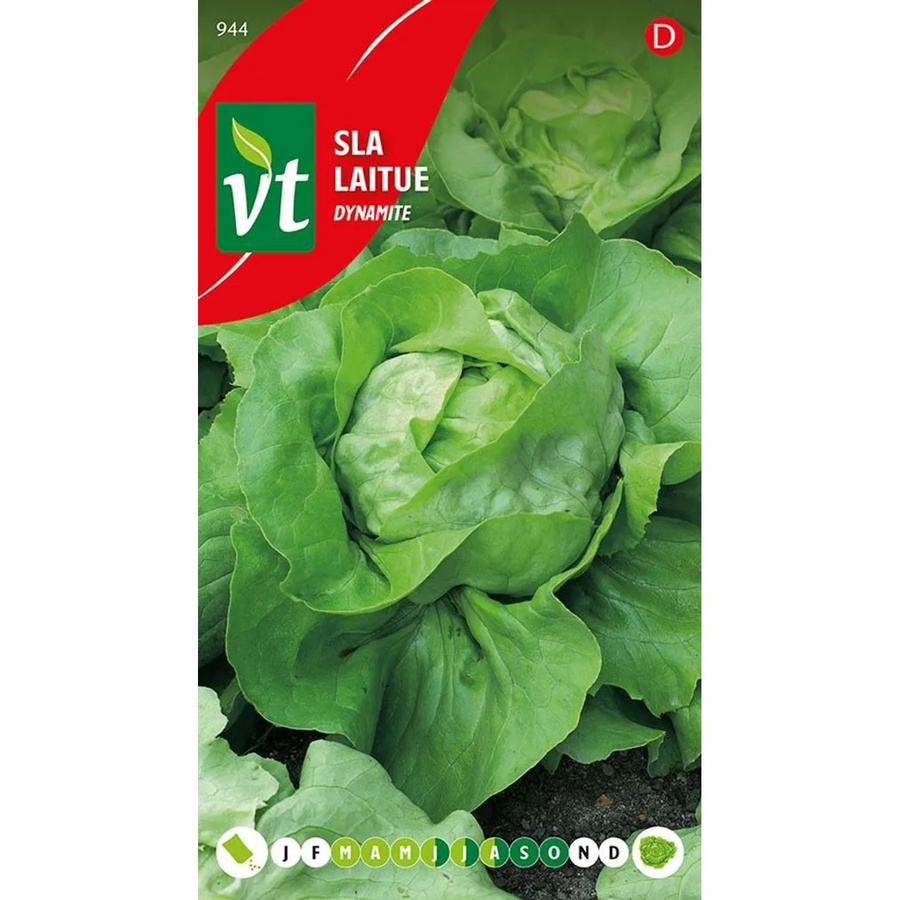 Arborix Kopfsalat Dynamite Saatgut, 0,6 g - Bild 2