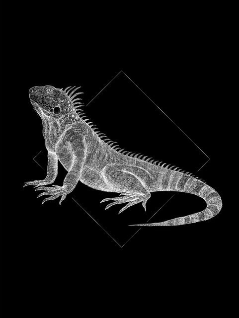 Komar Wandbild Iguana in Black, Paper Poster aus Qualitätsvlies, Breite: 30 cm, Höhe: 40 cm - Bild 1