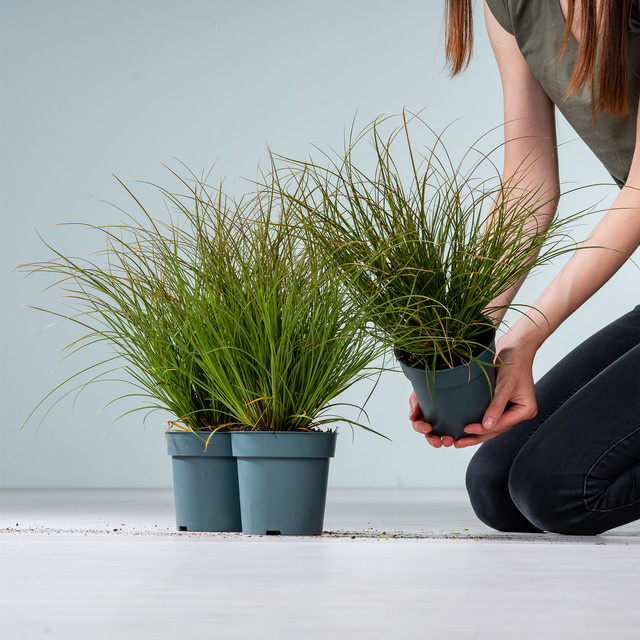 BLUME2000 Carex testacea Segge Prairie Fire 3er Set - Bild 1