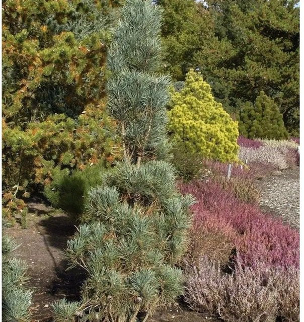 Säulenkiefer Pinus sylvestris für deinen Garten, Farbe: Grün/Blau, Höhe: 100-125 cm - Bild 1