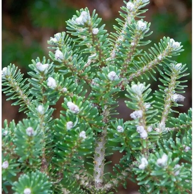 Abies koreana Diskus Tanne Abies koreacarpa, Farbe: Grün/Silber, Höhe: 50-60 cm - Bild 1