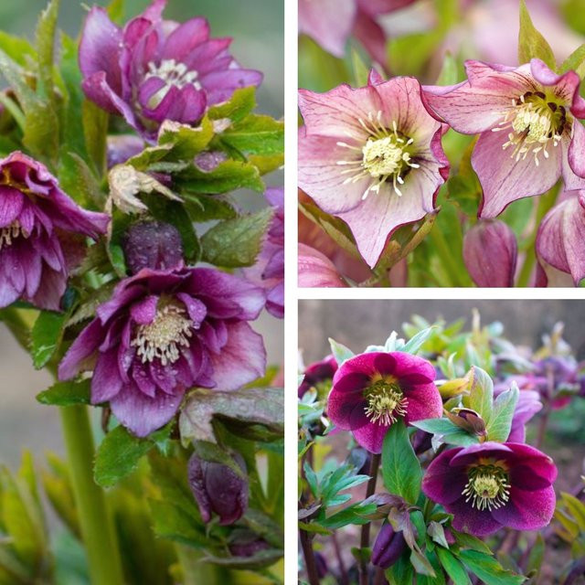 Lenzrosen Orientalisches Trio, 3 mehrjährige Helleborus Pflanzen in bunt (Pink, Rot, Lila) - Bild 1