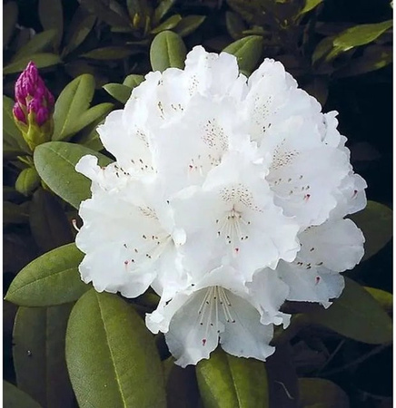 INKARHO Rhododendron Schneekrone Alpenrose in Weiß