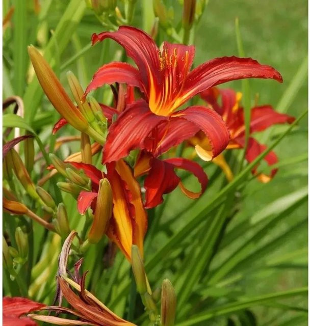 Taglilie Crimson Glory Hemerocallis cultorum rote Staude für Beet und Garten - Bild 1