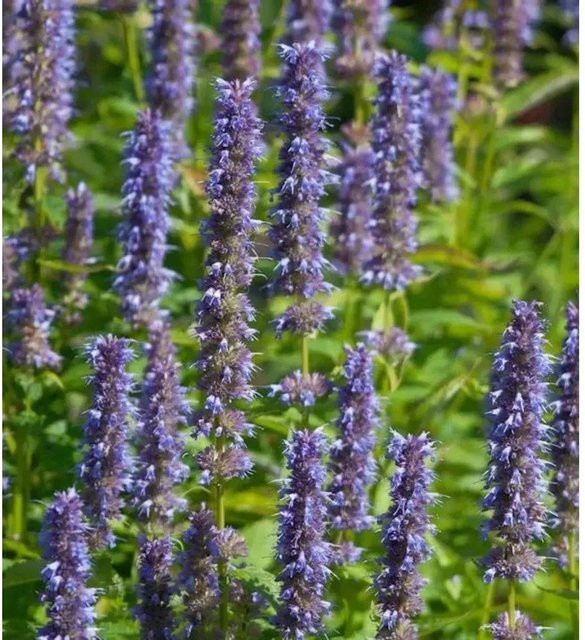 Mexikonessel Blue Fortune Agastache rugosa blaue Staude für den Freilandbereich - Bild 1