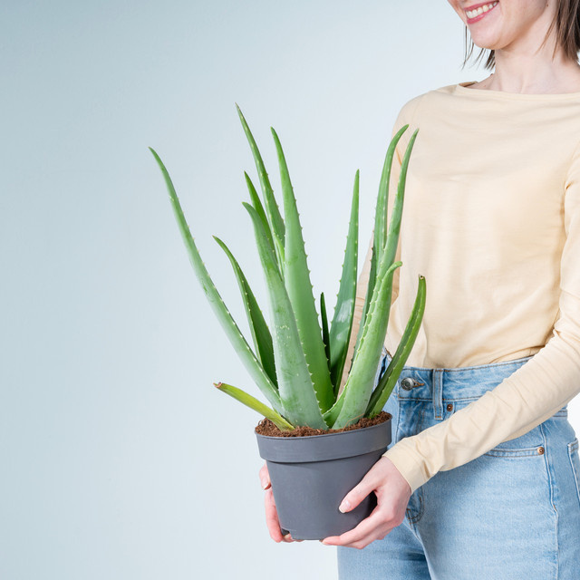 Aloe Vera Sukkulente von BLUME2000 in Grün - Bild 1