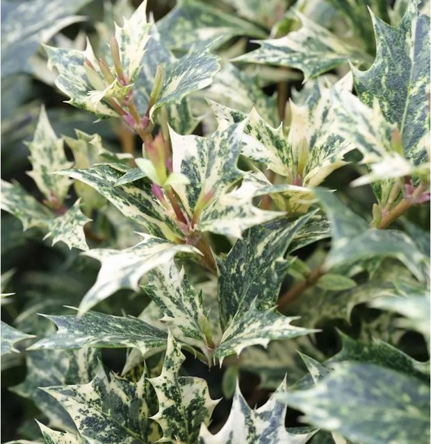 Osmanthus heterophyllus Herbstduftblüte Tricolor als Garten- und Kübelpflanze, Farbe: Grün/Mehrfarbig, Höhe: 60-80 cm - Bild 1