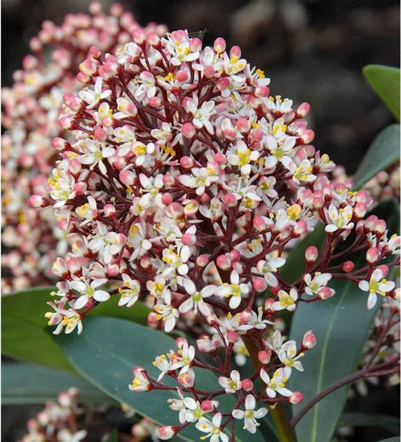 Skimmia japonica Rubella Japanische Skimmie mit weißrosa und roten Blüten, Höhe: 50-60 cm - Bild 1