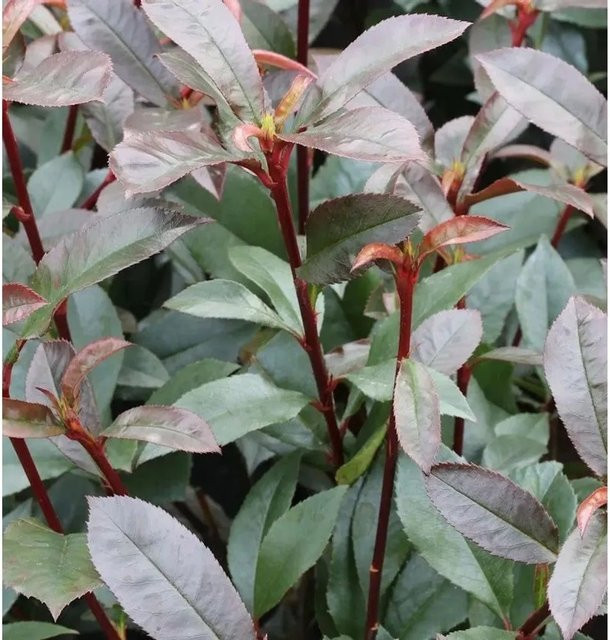 Kompakte Glanzmispel Photinia fraseri als grüne Heckenpflanze oder Solitärgehölz für den Freilandbereich - Bild 1