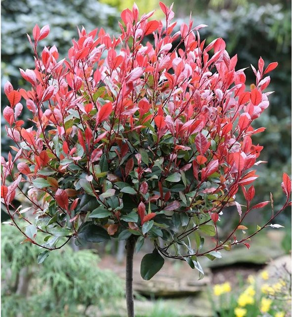 Hochstamm Glanzmispel Little Red Robin Photinia fraseri als Heckenpflanze oder Solitärgehölz, Farbe: Rot - Bild 1