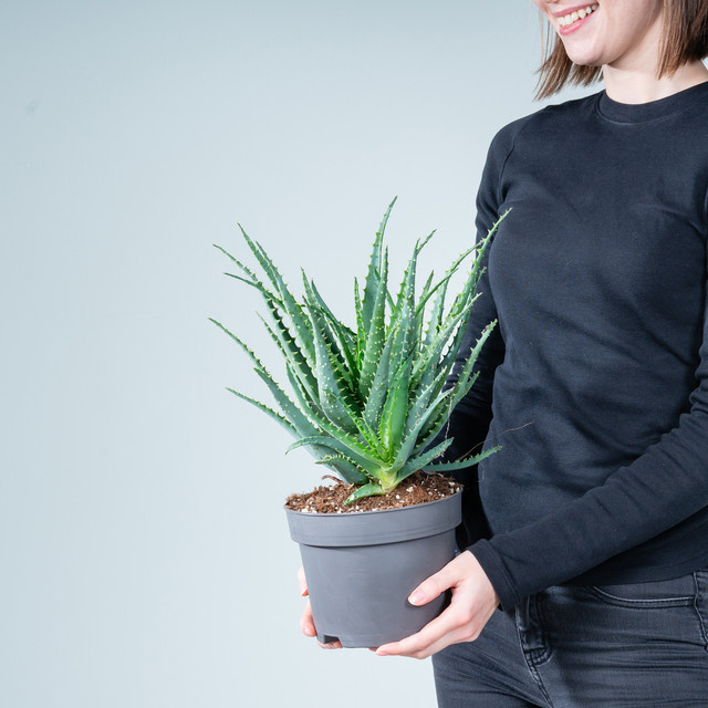 Aloe Arborescens Sukkulente von BLUME2000 in Blaugrün - Bild 1