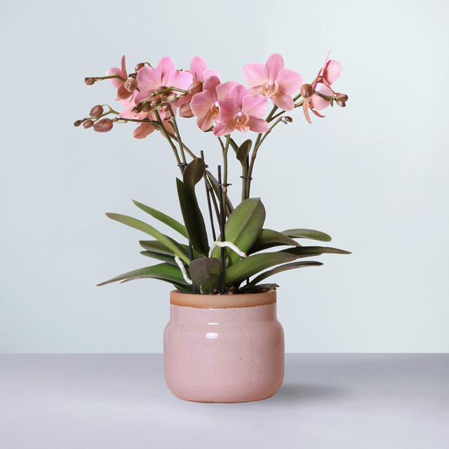 Phalaenopsis Orchidee von BLUME2000 in Pink Satin mit Topf - Bild 1