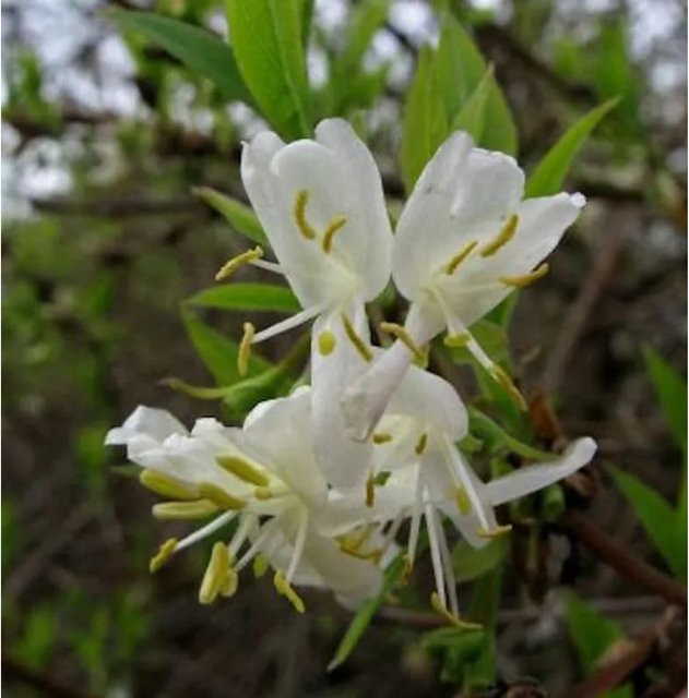 Winter Heckenkirsche Lonicera purpusii Strauch mit weißen und roten Beeren, Höhe: 80-100 cm - Bild 1