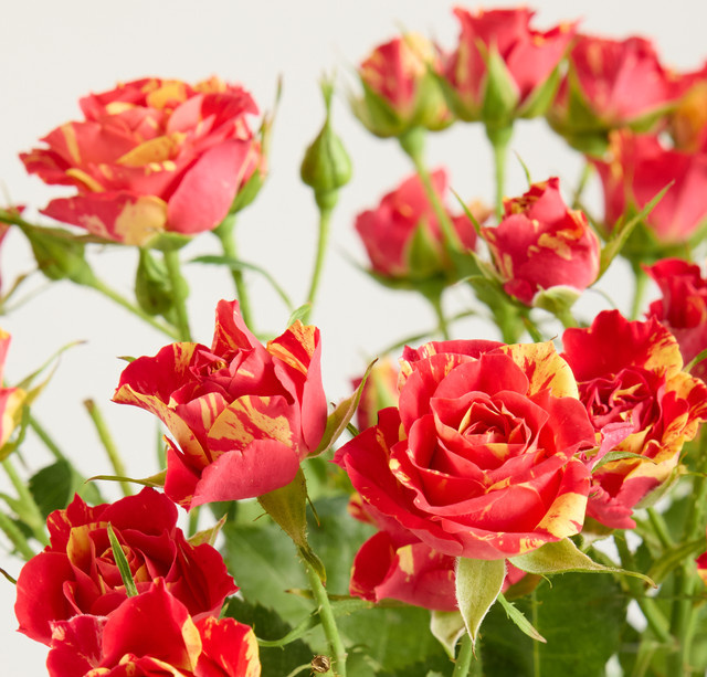 Blume2000 Verzweigte Rosen 'Summerdance' Orange Bunch - Bild 1
