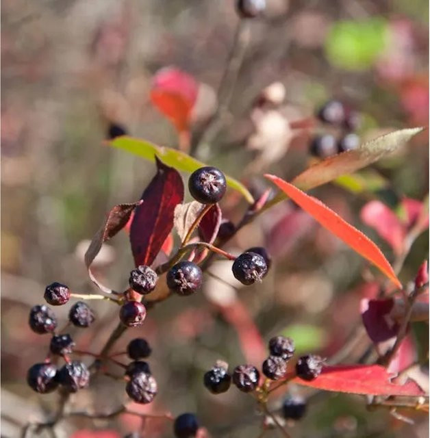 Aronia arbutifolia Apfelbeere Brilliant Beerenstrauch in Rot, Grün und Mehrfarbig - Bild 1