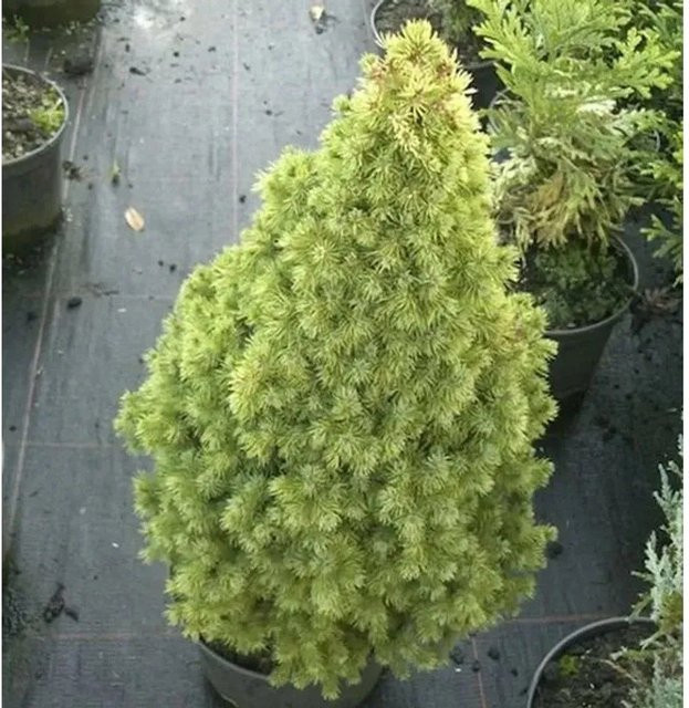 Zuckerhutfichte Rainbows End Picea glauca in Grün und Cremeweiß, Höhe: 45 cm - Bild 1