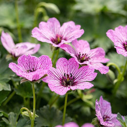 Storchschnabel Ballerina in Aschgrau mit violetten und rosa Blüten zur Frühlingsdekoration - Bild 1