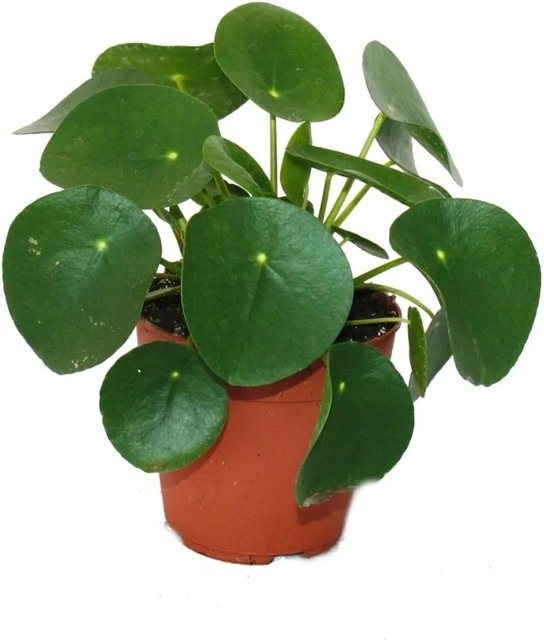 Exotenherz Pilea Peperomioides Glückstaler Chinesischer Geldbaum als Zimmerpflanze im 11 cm Topf - Bild 1