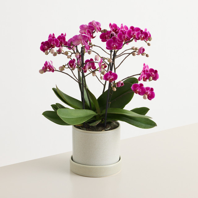 Blühende Orchidee Bellissimo Amore in Pink von BLUME2000 als Zimmerpflanze - Bild 1