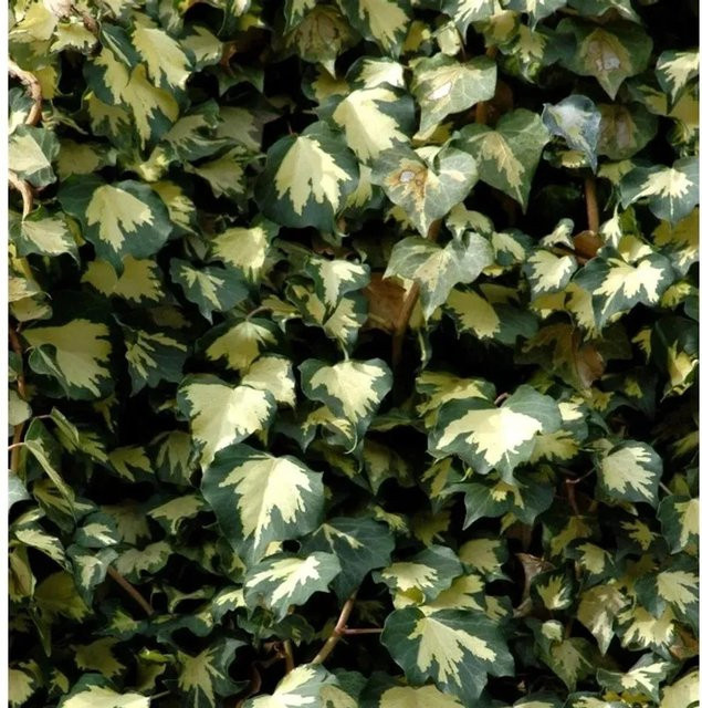 Hedera helix Efeu Goldheart gelb-grün kletternde Pflanze und Bodendecker Höhe: 80-100 cm - Bild 1