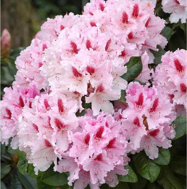 INKARHO Rhododendron Frühlingsbeginn Alpenrose, großblumiger Strauch in Pink, Höhe: 45 cm - Bild 1