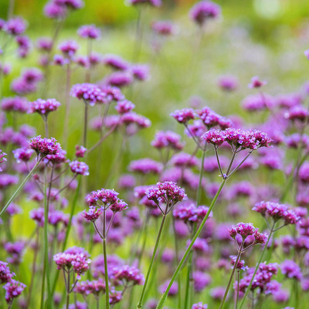BLUME2000 Verbena bonariensis Bio Patagonisches Eisenkraut Stauden 3 Stück