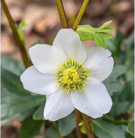 Christrose Lenzrose White Lady Helleborus orientalis in Weiß