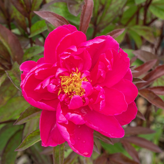 BLUME2000 Strauchpfingstrose Paeonia suffruticosa in Pink - Bild 1