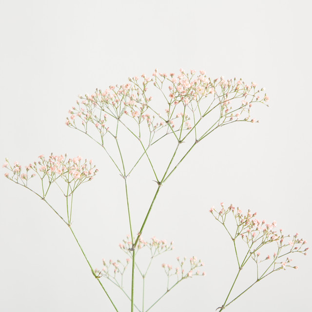 Blume2000 Gypsophila Pink Single Stem - Bild 1