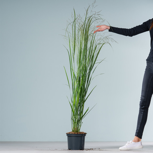 Ruten-Hirse Northwind Panicum virgatum von BLUME2000, mehrjährige Zierpflanze, Höhe: 180 cm - Bild 1