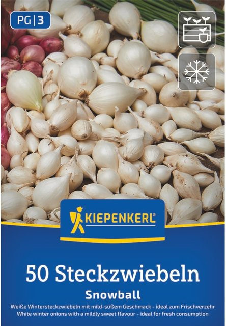 Kiepenkerl Wintersteckzwiebel Snowball Weiß, 50 Stück - Bild 1