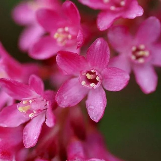 Arborix Blut-Johannisbeere Ribes sanguineum Zierstrauch mit roten Blüten im Container, Höhe: 50 bis 60 cm - Bild 1