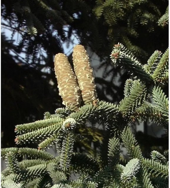 Blaue Spanische Tanne Abies pinsapo von Nr-01.de, Höhe: 45 cm - Bild 1