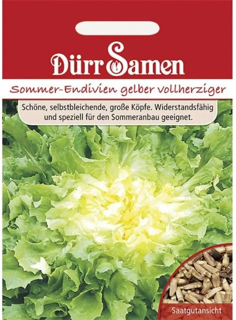 Dürr Sommer-Endivien Gelber Vollherziger Saatgut - Bild 1