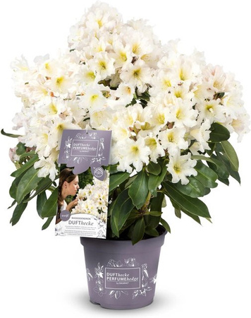 Rhododendron Dufthecke Weiß, Höhe: 30-40 cm, Topf: 5 Liter